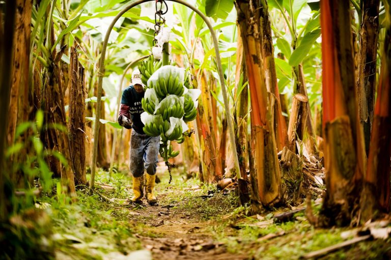 photo of worker harvesting bananas
