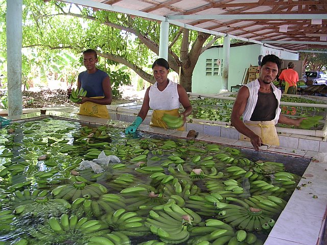 photo of workers cleaning bananas