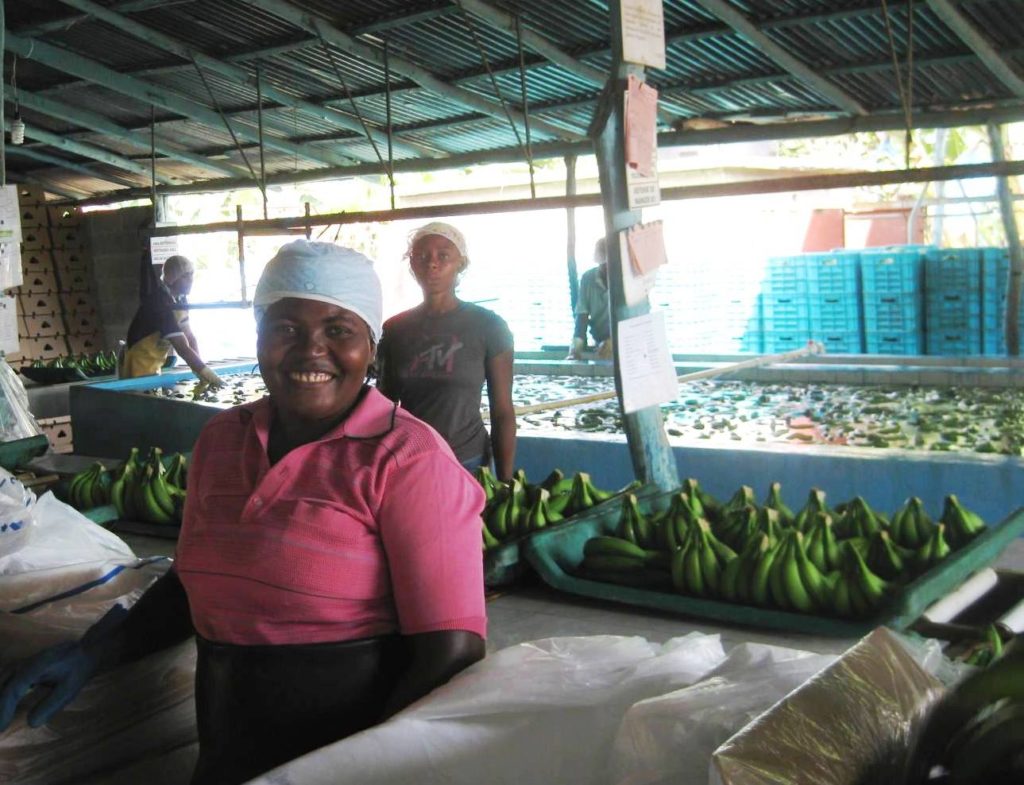 photo of workers at banana conveyor belt