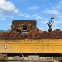 Palm worker loads oil palm crops into truck