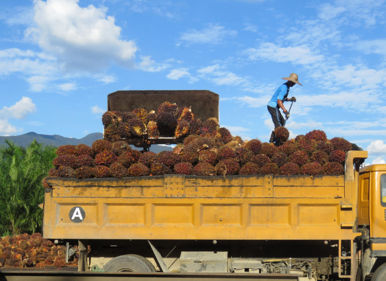 Palm worker loads oil palm crops into truck