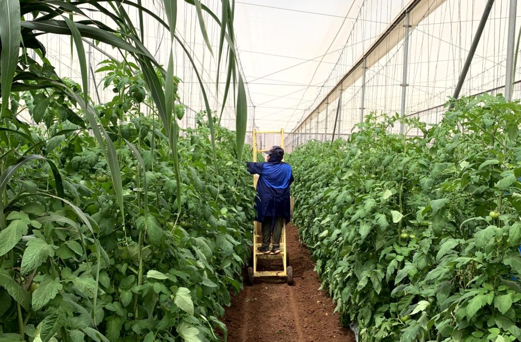 A worker stands on a ladder at a tomato farm in Mexico