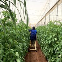 A worker stands on a ladder at a tomato farm in Mexico